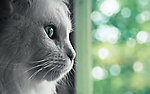 猫咪