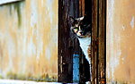 猫咪