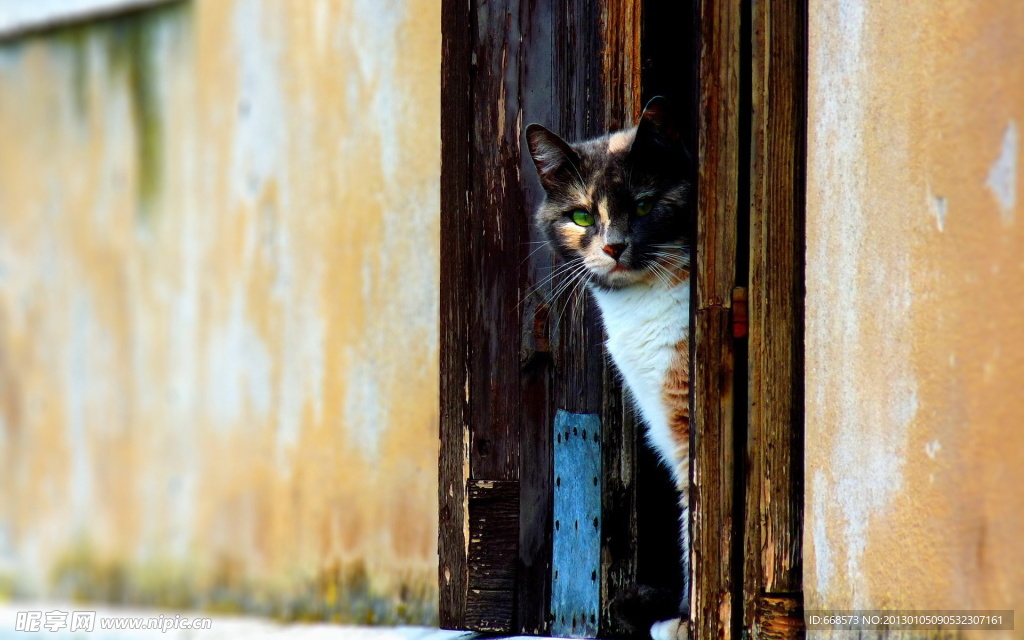 猫咪