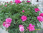 芍药