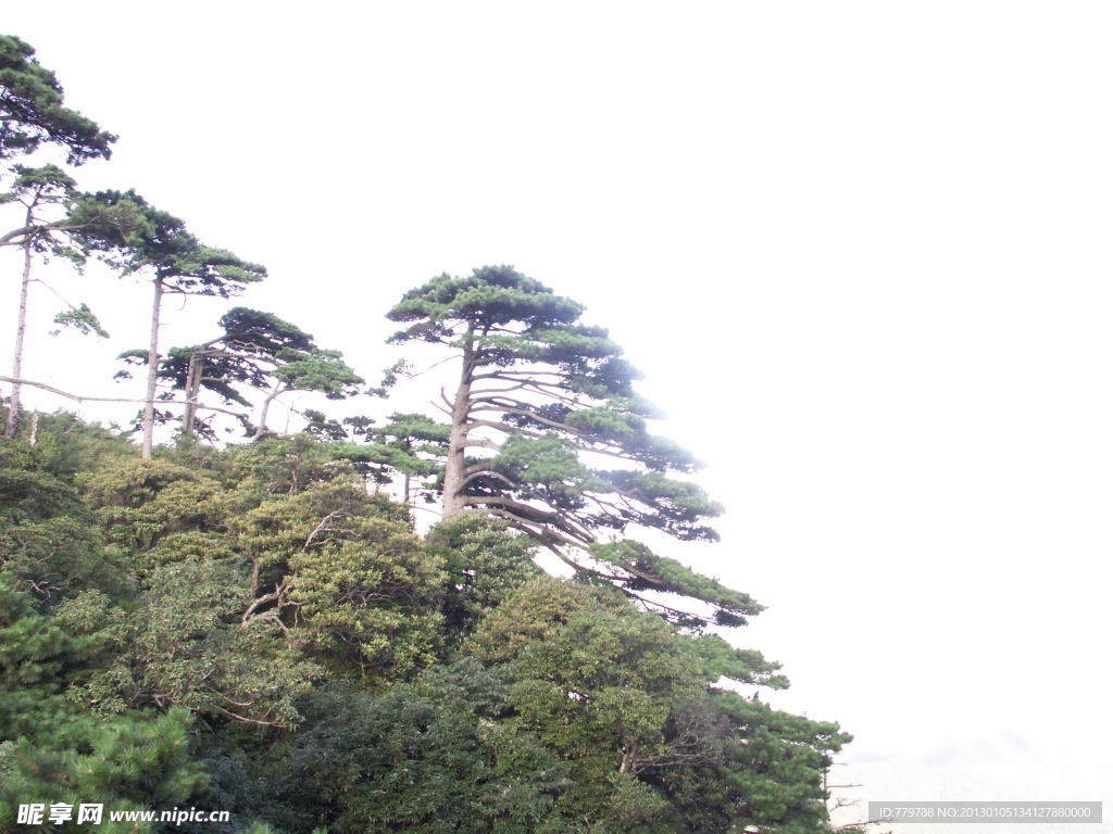 松树