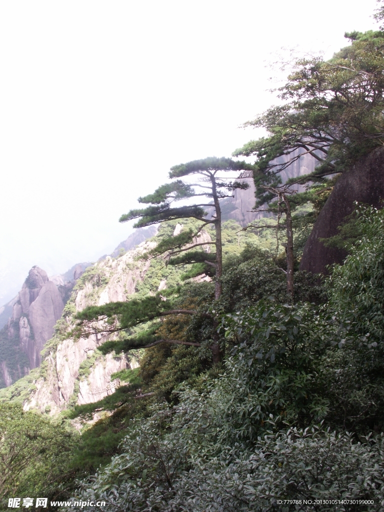 山峰与松树