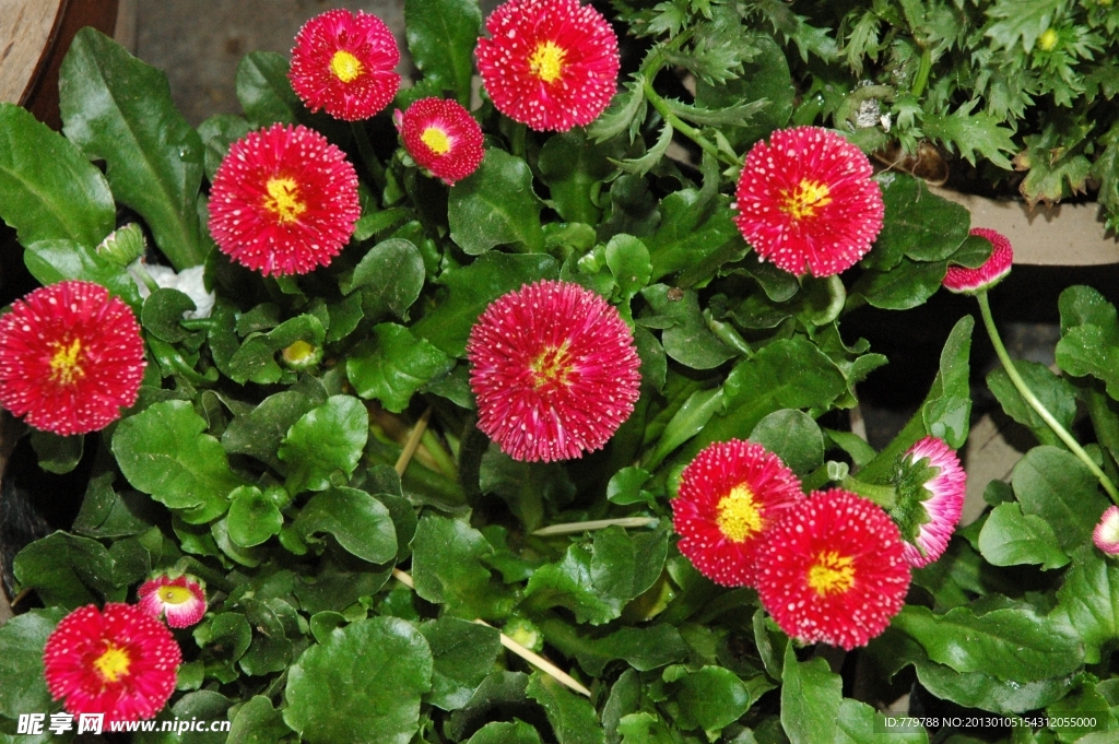花草