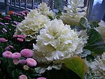 白花