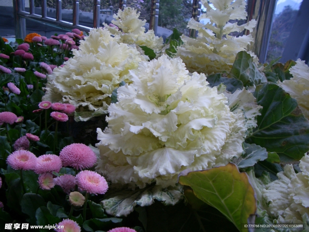 白花