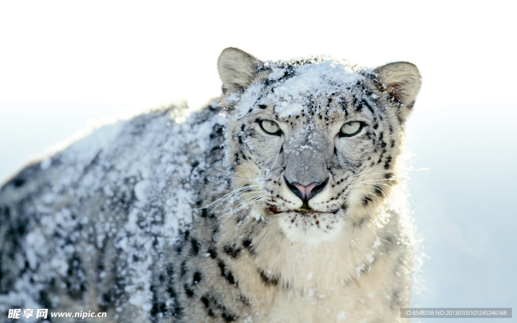 雪豹