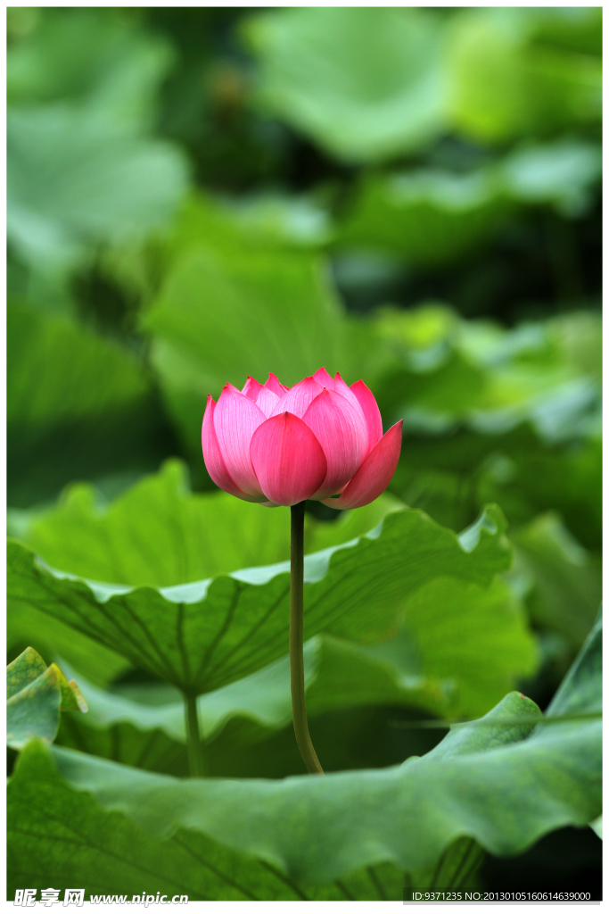 美丽荷花