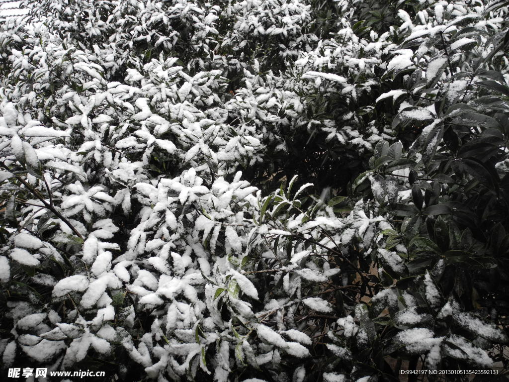 雪压的桂花