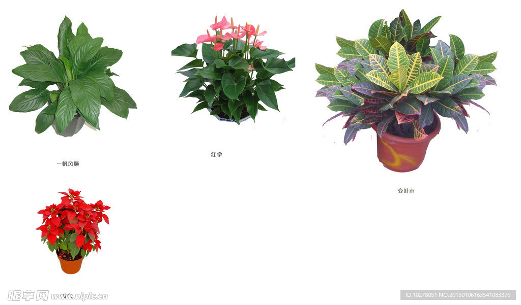 一品红一帆风顺