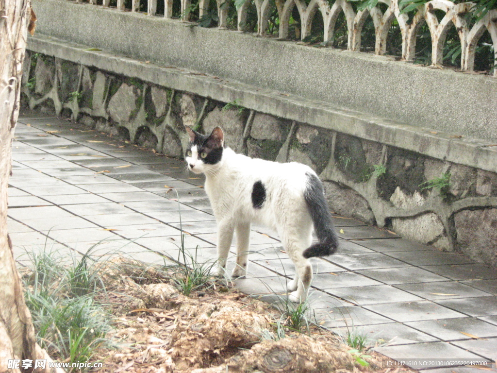 花猫
