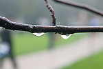 雨后的枝头