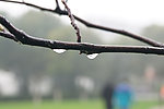 雨后的枝头