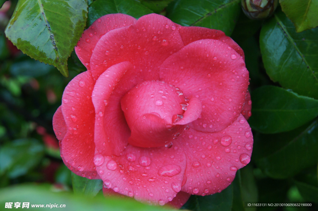 茶花
