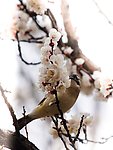 白头雪梅