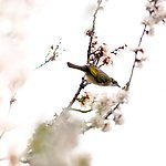 白头雪梅