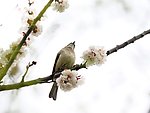 白头雪梅