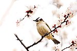 白头雪梅