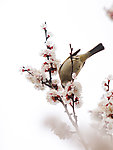 白头雪梅
