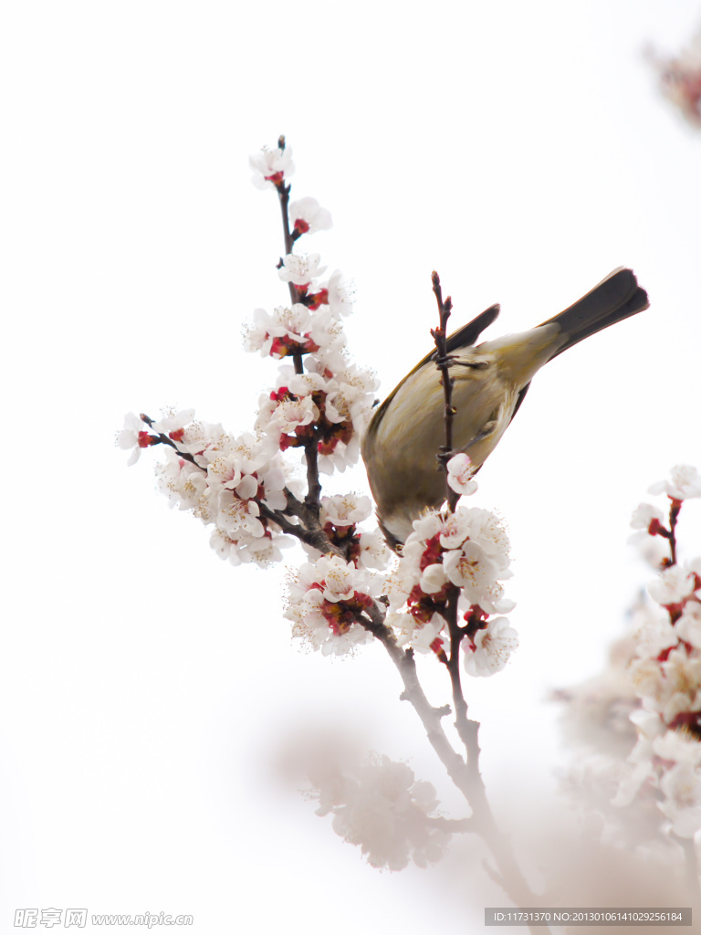 白头雪梅