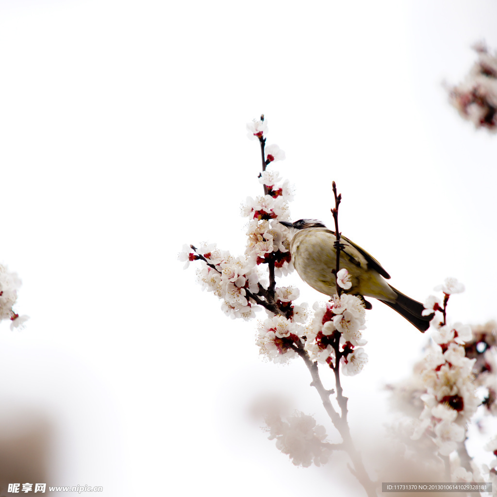 白头雪梅