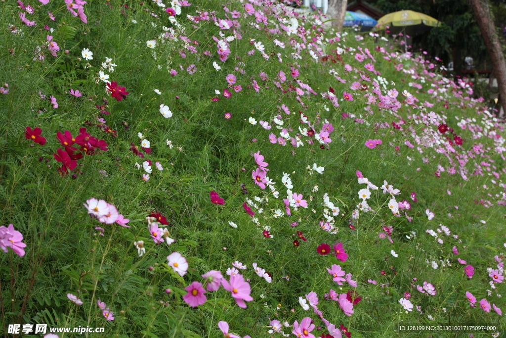 小菊花
