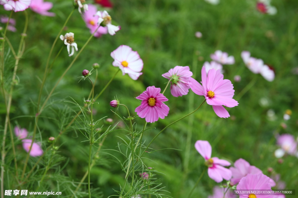 小菊花