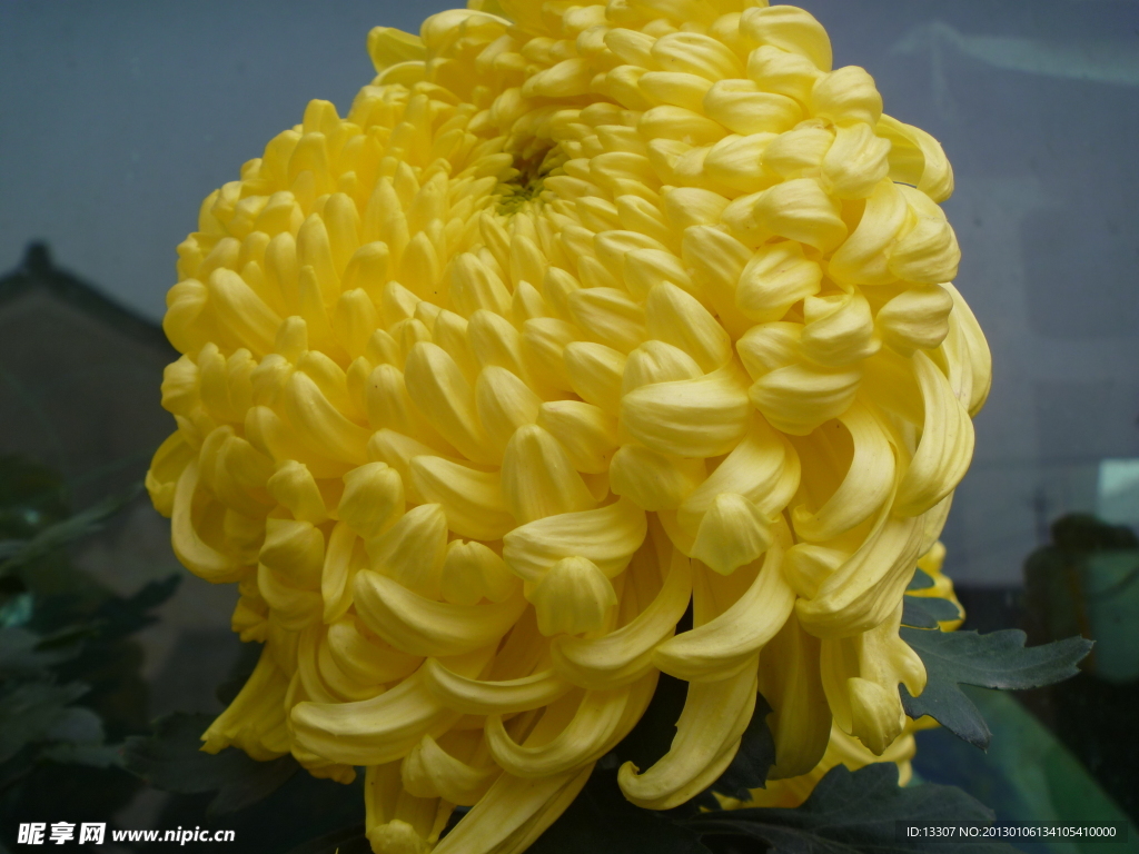 菊花