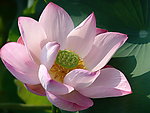 花草