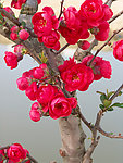 花草