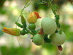 蔬菜