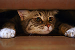 小猫