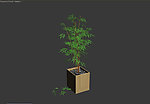 植物模型