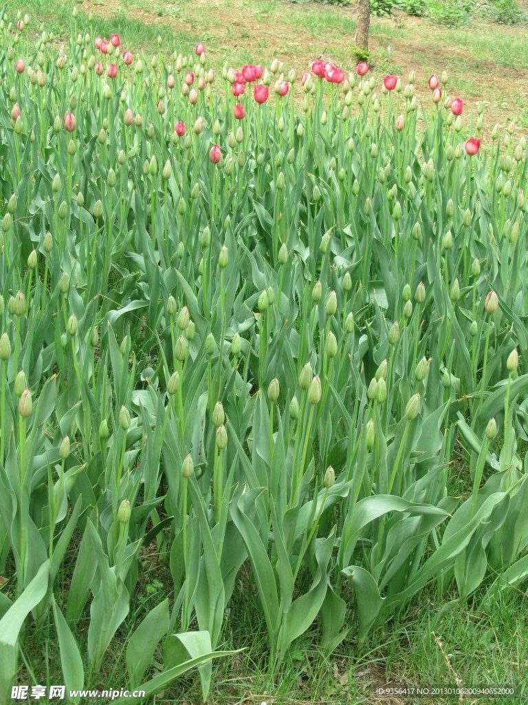 郁金香