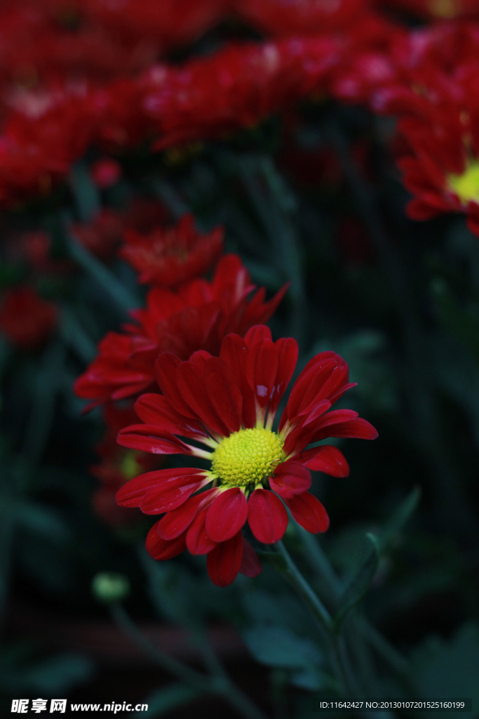 菊花