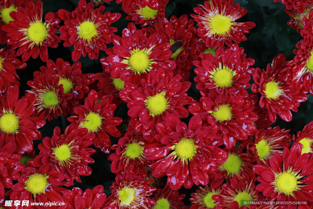 菊花