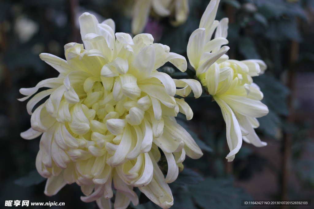 菊花