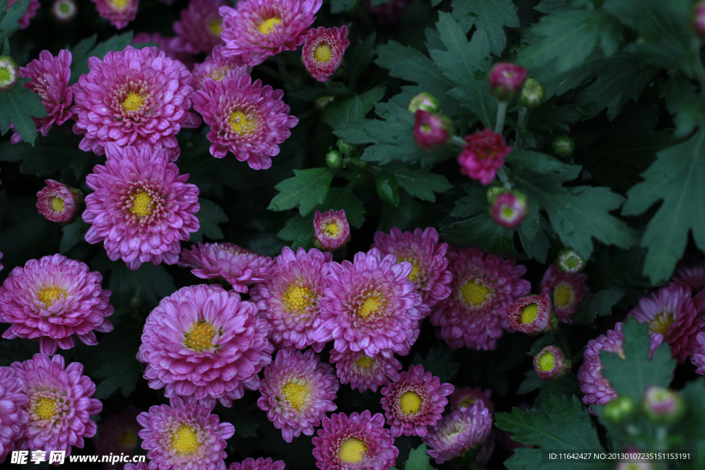 菊花