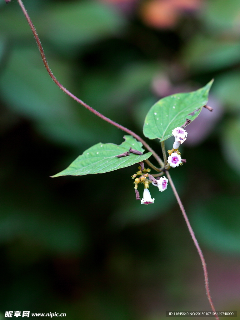 小白花