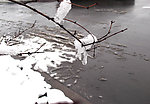 积雪树枝