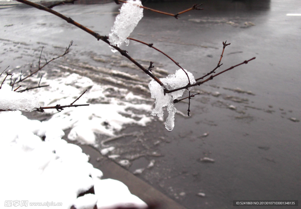 积雪树枝