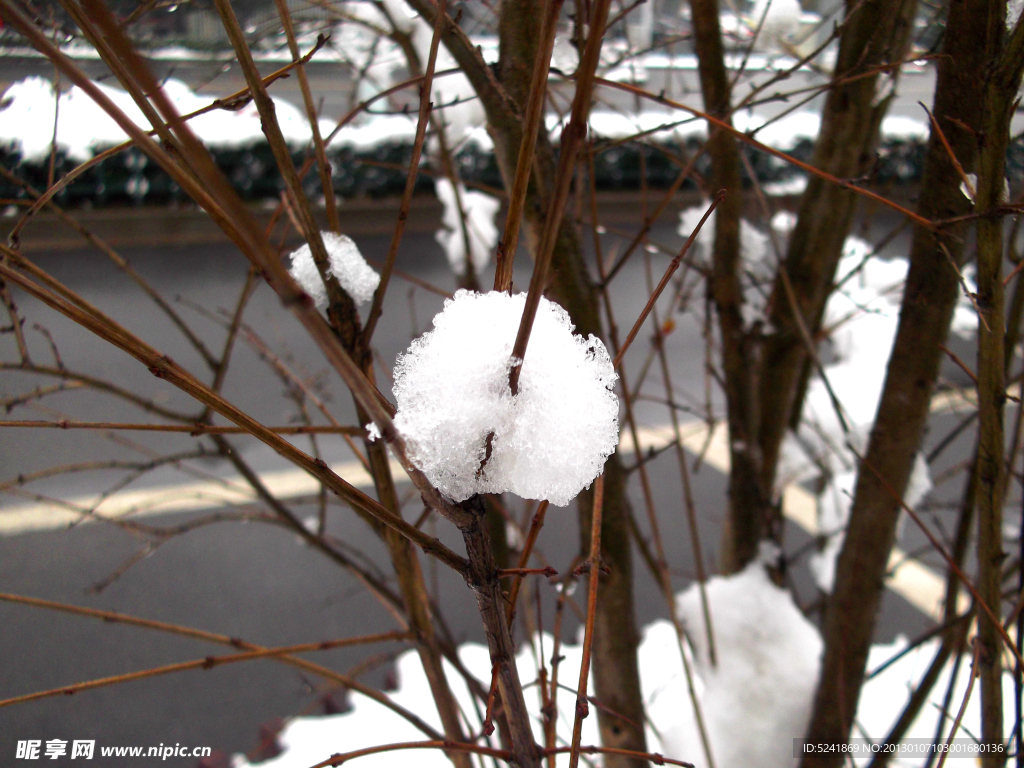 树枝雪球积雪