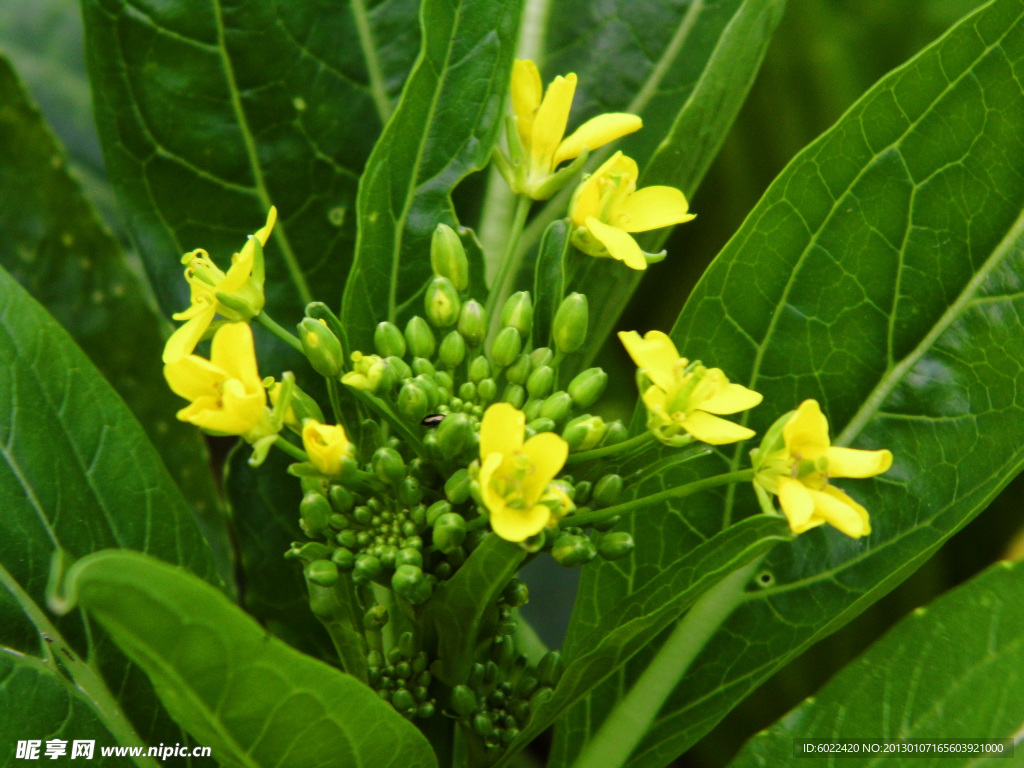 油菜花