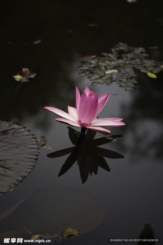 莲花