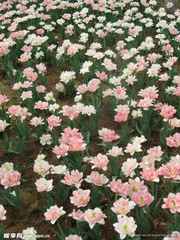 郁金香