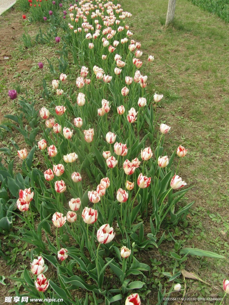 郁金香