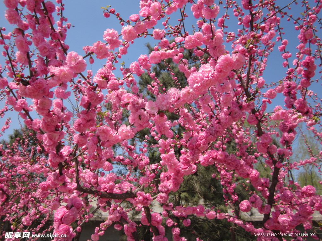 桃花