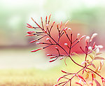 野草