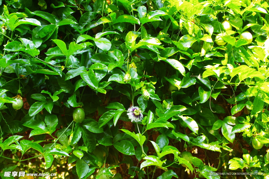 百香果 腾花