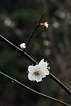 梅花