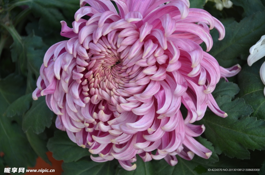菊花
